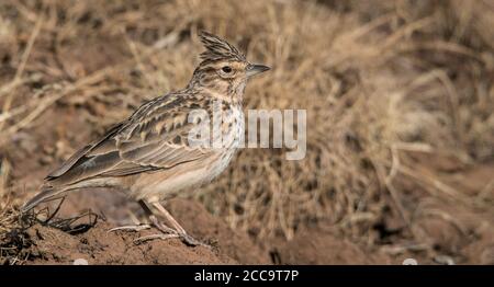 Thekla's Lark (Galerida theklae huei) perched on the ground in the Bale mountains in Ethiopia. Stock Photo