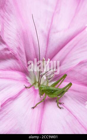 Cricket nymph in the centre of a pink Convolvulus althaeoides flower Stock Photo