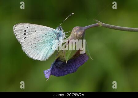 Green-underside Blue butterfly, Glaucopsyche Alexis Stock Photo