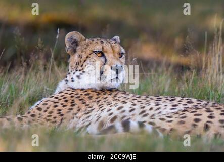 Close-up cheetah animal headshot (Acinonyx jubatus) isolated outdoors lying in long grass, West Midland Safari Park, UK. Big cats in captivity. Stock Photo