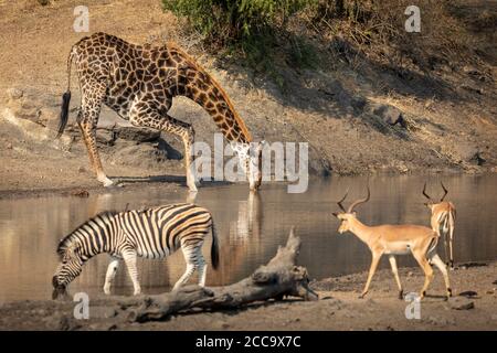 Adult giraffe, zebra and two impala standing at the river's edge drinking water in afternoon sunlight in Kruger South Africa