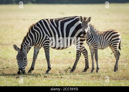 Cute baby zebra standing behind its mother who is eating grass in Masai Mara Kenya Stock Photo