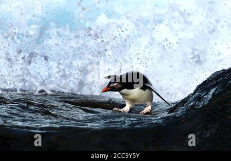 A Western Rockhopper Penguin (Eudyptes chrysocome) tries to get ashore, a hazardous job! Stock Photo