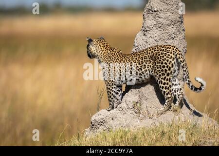 Leopard standing by a tall termite mound looking into the plains of Moremi Game Reserve in Botswana Stock Photo