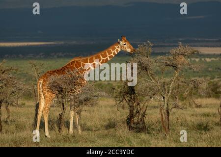 Adult reticulated giraffe eating from an acacia bush with dark blue stormy background in Ol Pajeta in Kenya Stock Photo