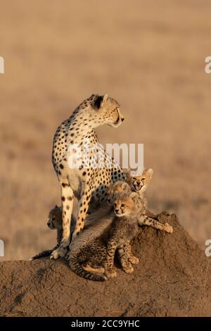 Mother cheetah and her four cubs sitting on a muddy termite mound in a sunny afternoon with a smooth background in Serengeti National Park in Tanzania