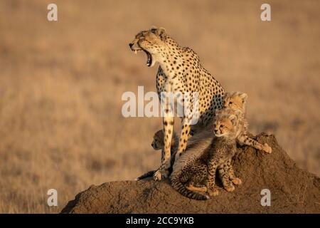 Mother and baby cheetahs sitting on a termite mound with the female cheetah yawning showing her teeth in Serengeti National Park in Tanzania