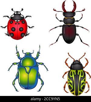 Vector illustration with insect beetles. Set isolated on white background. Ladybird, beetle deer, green beetle, calligrapha serpentina Stock Vector
