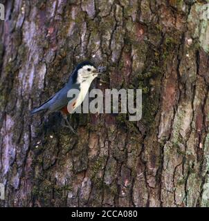 Singing male White-cheeked Nuthatch (Sitta leucopsis) in montane forest in northern India. Stock Photo