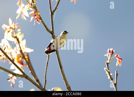 White-cheeked Nuthatch (Sitta leucopsis) perched in top of a tree in forest in India. Photographed with backlight. Stock Photo