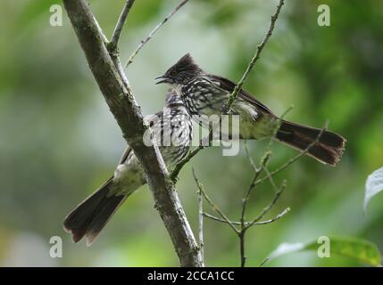 Pair of Cream-striped Bulbuls (Pycnonotus leucogrammicus) in rainforest at Bukit Tapan, Sumatra, Indonesia. Also known as Sumatran Bulbul. Stock Photo