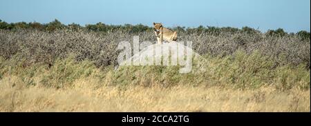 A lion warming itself on a termite mound, in the morning sun at the same time as keeping a watch on its surroundings. Stock Photo