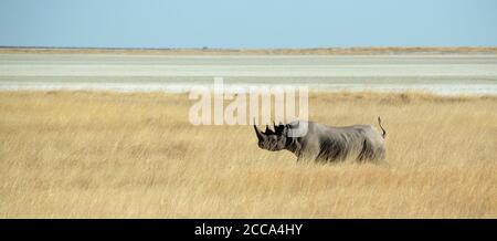 Black Rhino running on the savannah plains of Etosha with high grass and the pan in the background. Stock Photo