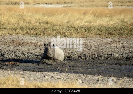 Black rhino enjoying a mud wallow on the the Estosha savannah Stock Photo