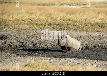 Black rhino enjoying a mud wallow on the the Estosha savannah Stock Photo