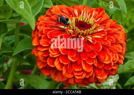 A bumble bee on a full blooming Zinnia flower in a garden Stock Photo