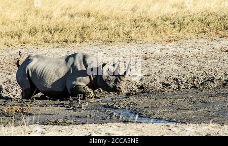 Black rhino enjoying a mud wallow on the the Estosha savannah Stock Photo