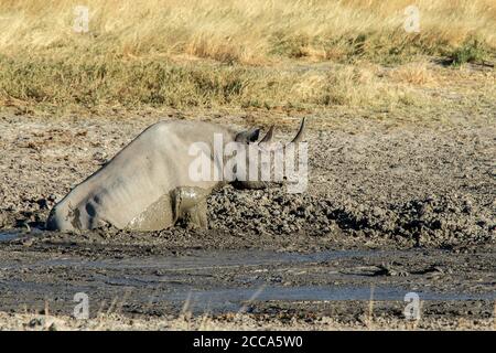 Black rhino enjoying a mud wallow on the the Estosha savannah Stock Photo