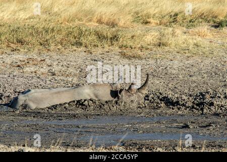 Black rhino enjoying a mud wallow on the the Estosha savannah Stock Photo