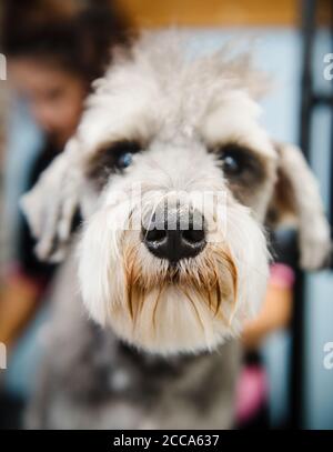 Close up of a dogs face as he's being groomed Stock Photo