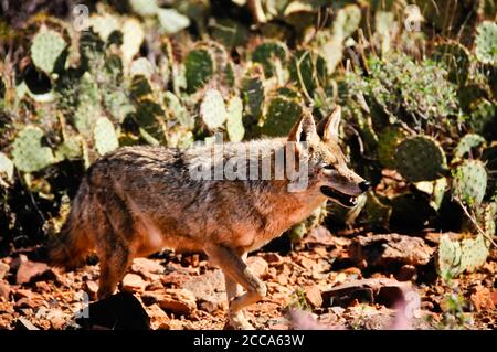 A coyote in the desert looking for a meal Stock Photo