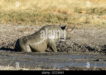 Black rhino enjoying a mud wallow on the the Estosha savannah Stock Photo