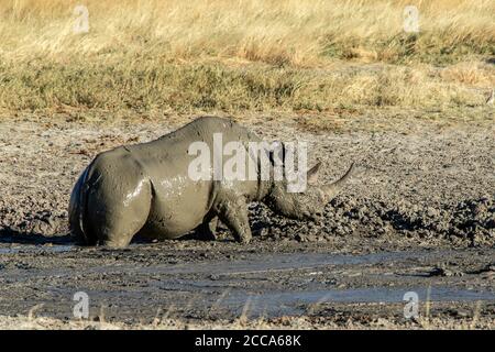 Black rhino enjoying a mud wallow on the the Estosha savannah Stock Photo