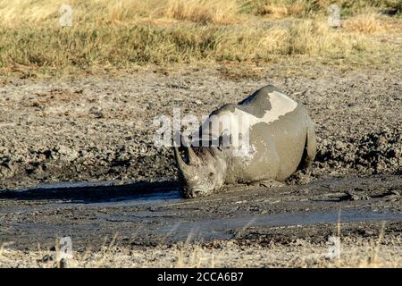 Black rhino enjoying a mud wallow on the the Estosha savannah Stock Photo