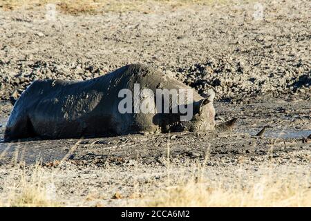 Black rhino enjoying a mud wallow on the the Estosha savannah Stock Photo