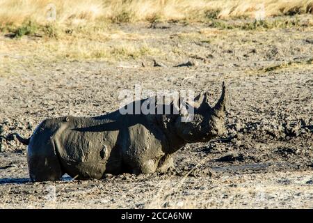 Black rhino enjoying a mud wallow on the the Estosha savannah Stock Photo