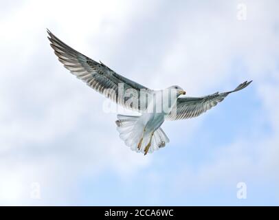 White seagull flying in the blue sky, one isolated seagull in blue background, flying bird in the sky,white isolated bird in the blue clear sky backgr Stock Photo