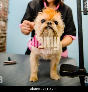 Terrier being groomed Stock Photo