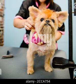 Terrier being groomed Stock Photo