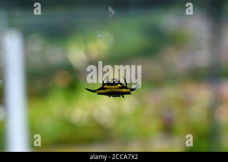 A spiny orb weaver hanging in its web. Gasteracantha. Stock Photo