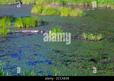 The morning sun shining on a  lily pad filled marsh and clumps of bright green grass. Stock Photo