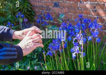 Closeup of hands of a man taking a photo with his phone of blue iris flowers at the Walled Garden, Eastcote House, Hillingdon, North West London, UK Stock Photo