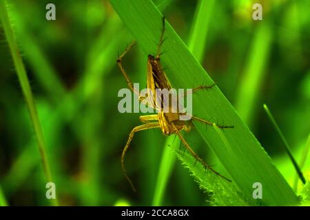 A lynx spider (oxyopes javanus) crawling on green grass. Stock Photo