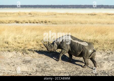 Muddy rhino climbing a bank in the savanah plains of Etosha.