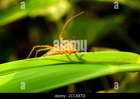 A lynx spider (oxyopes javanus) crawling on green grass. Stock Photo