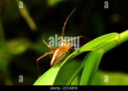 A lynx spider (oxyopes javanus) crawling on green grass. Stock Photo