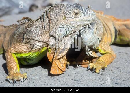 Wild Iguanas thrive in the tropical climate of Puerto Vallarta, Mexico Stock Photo