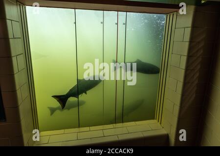 Public Viewing Window for Fish Migrating up a Fish Ladder Stock Photo