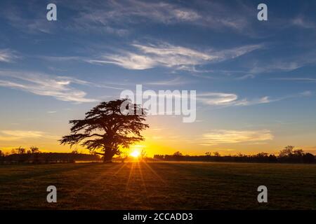 A silhouette of a Cedar of Lebanon tree against a setting sun in Worcestershire, England Stock Photo