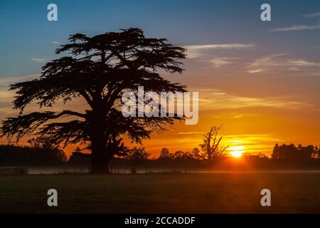 A silhouette of a Cedar of Lebanon tree against a setting sun in Worcestershire, England Stock Photo