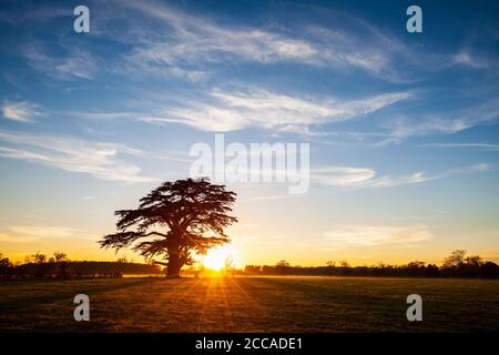 A silhouette of a Cedar of Lebanon tree against a setting sun in Worcestershire, England Stock Photo