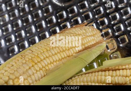 Corn cob. Green corn (Zea mays). Natural food for fresh consumption. Culinary delicacy. Party food from São João. Popular Brazilian food. Delight of t Stock Photo