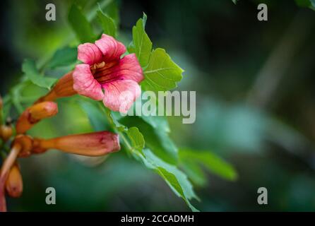 closeup of brightly colored orange and pink bloom of the trumpet creeper vine plant Stock Photo