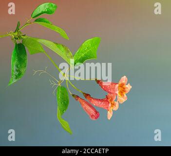 Flowers and leaves of crossvine plant (Bignonia capreolata) after a rain. This climbing vine is native to the southeastern U.S. and is commonly grown Stock Photo