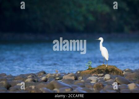 Snowy Egret (Egretta thula) perched on rocks. Puerto Viejo river. Heredia province. Costa Rica. Stock Photo