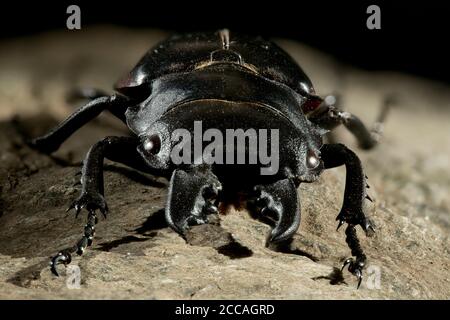 Odontolabis is a genus of beetles belonging to the family Lucanidae. Stock Photo